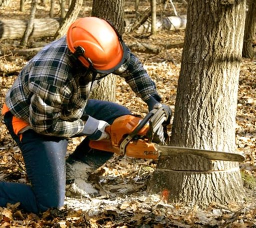 Tree Removal in Kingsville, OH
